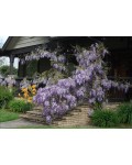 Цветущая Wisteria на перили возле дома